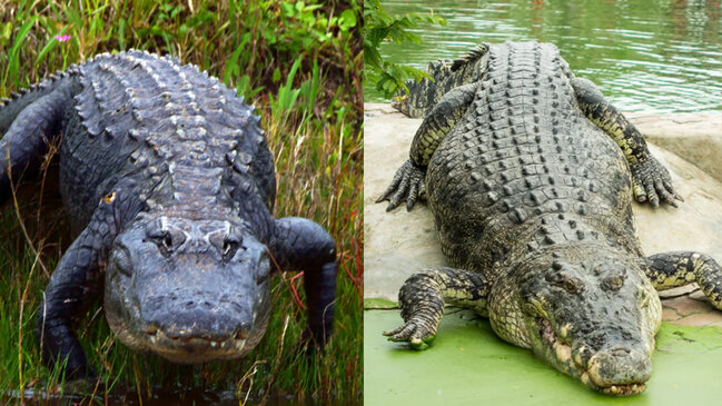 Timsah və alliqator: Bu iki qorxunc yırtıcı arasında fərq nədir?