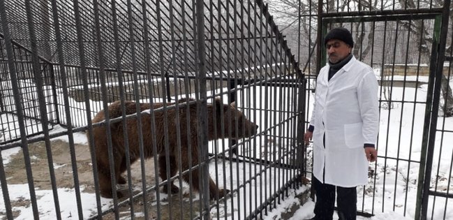 İş adamının evindəki qonur ayı Reabilitasiya Mərkəzinə təhvil verilib – FOTO