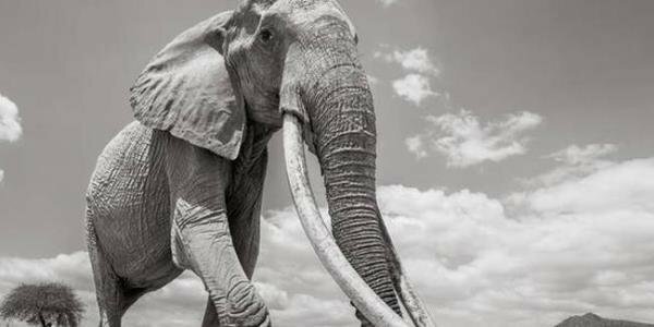 Dünyanın ən uzun dişli fili öldü