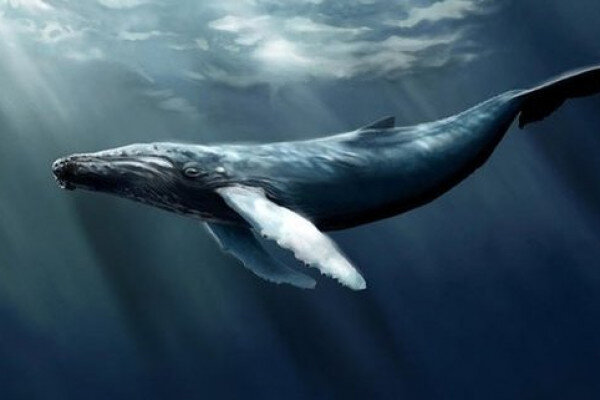 "Mavi balina" oynayan ailənin tək övladı ÖZÜNÜ ÖLDÜRDÜ