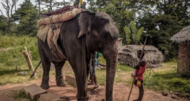 Şri-Lankada fil yorğunluqdan ölüb