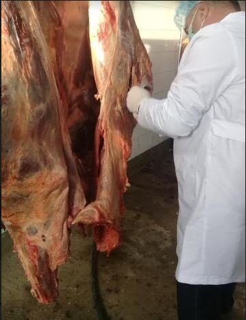 Sumqayıtda yararsız 227 kq ət məhv edildi - FOTO