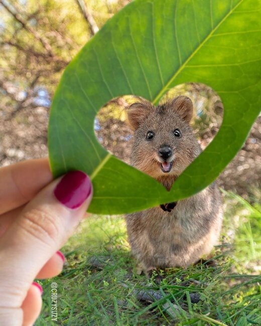 Dünyanın ən xoşbəxt heyvanı: Quokka - FOTO