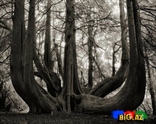 Dünyanın ən yaşlı ağacları - FOTO