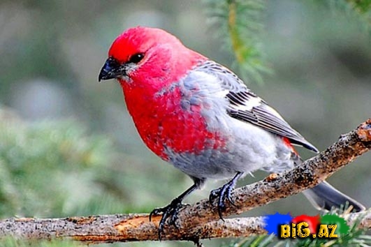 Biri birindən mükəmməl quş növləri - FOTO