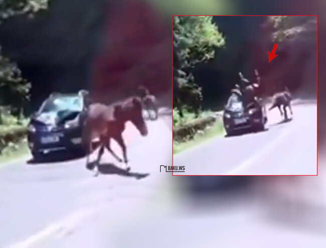 Quba-Xınalıq yolunda avtomobil qarşısına anidən çıxan atı vurdu - VİDEO