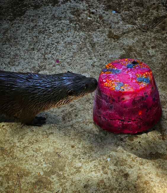 Bakı Zooloji Parkında su samurunun ad günü - Tort hazırlandı - FOTO
