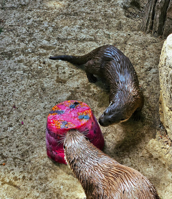 Bakı Zooloji Parkında su samurunun ad günü - Tort hazırlandı - FOTO