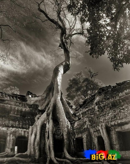 Dünyanın ən yaşlı ağacları - FOTO