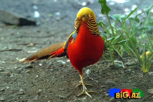 Biri birindən mükəmməl quş növləri - FOTO