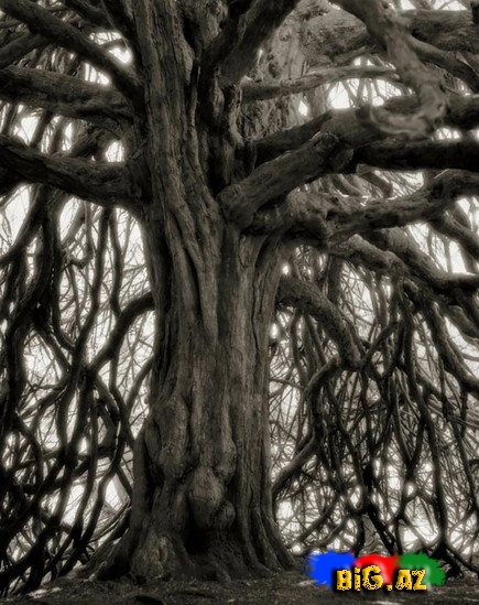 Dünyanın ən yaşlı ağacları - FOTO