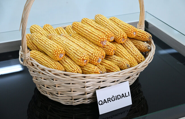 Prezident Sabirabaddadır - Fotolar - Yenilənib