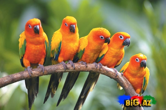 Biri birindən mükəmməl quş növləri - FOTO