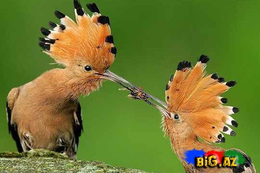 Biri birindən mükəmməl quş növləri - FOTO