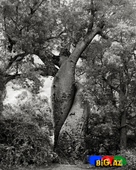 Dünyanın ən yaşlı ağacları - FOTO