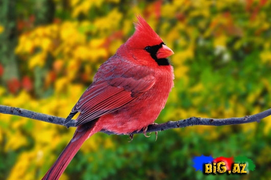 Biri birindən mükəmməl quş növləri - FOTO