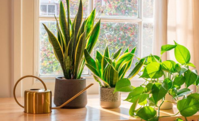 Qadın mübahisə zamanı kişini güldanla vurdu