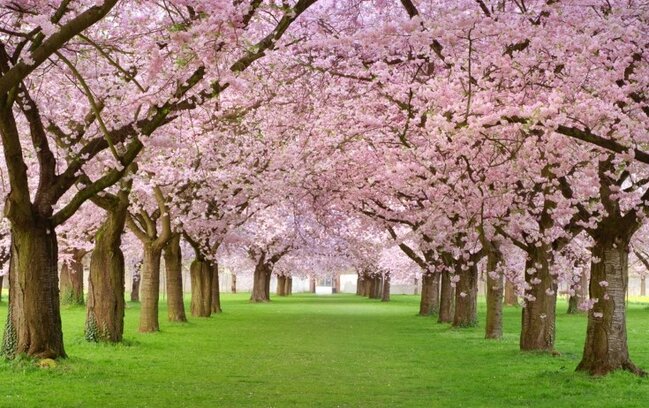 Turistlərə görə sakura festivalı ləğv edildi