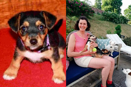 İtkin düşən it 11 il sonra evinə qayıtdı - FOTO