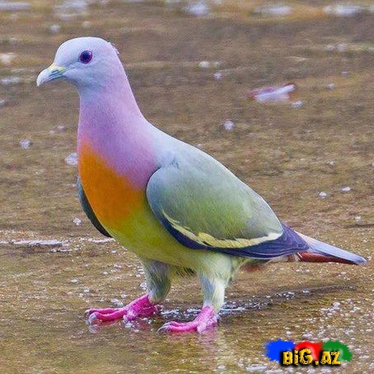 Biri birindən mükəmməl quş növləri - FOTO