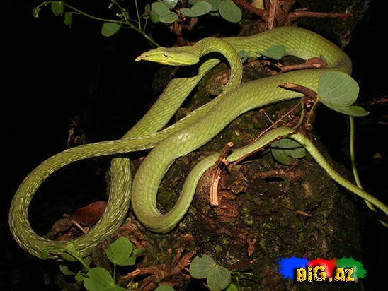 Qeyri-adi ilan görənləri çox təcübləndirir - FOTO