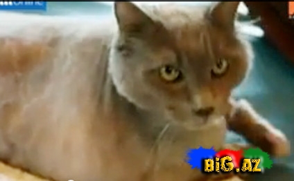 Kral Leo adlı pişik insanların etdiyini etdi - VİDEO