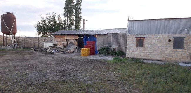 Bu xəbərdən sonra bir daha toyuq yeməyəcəksiniz - İyrənc görüntülər - foto