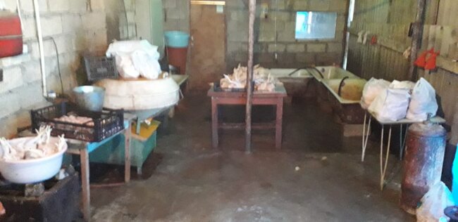 Bu xəbərdən sonra bir daha toyuq yeməyəcəksiniz - İyrənc görüntülər - foto