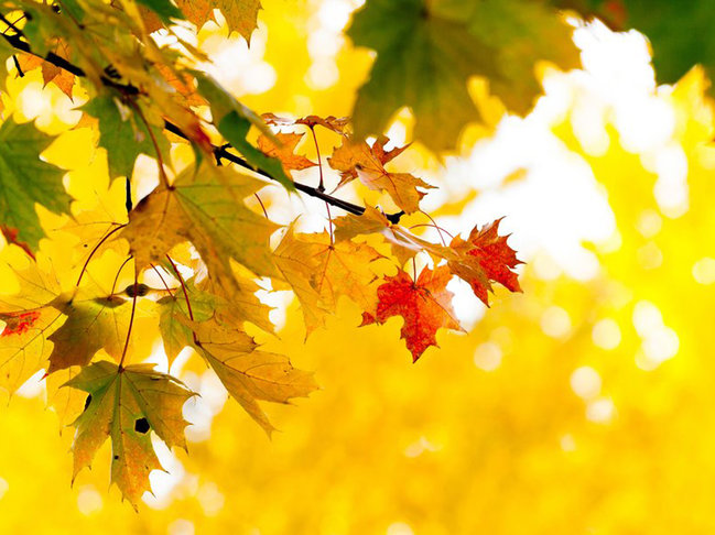 Payız Azərbaycanda nə vaxt başlayır- DƏQİQ VAXT