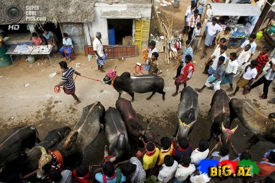Hindlilər də ispanlar kimi öküz döyüşü keçirir - FOTO