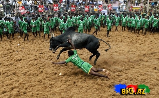 Hindlilər də ispanlar kimi öküz döyüşü keçirir - FOTO