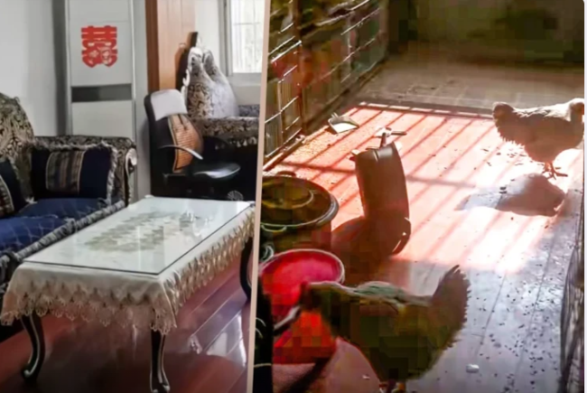 Kirayədə qaldığı mənzili toyuq fermasına çevirdi