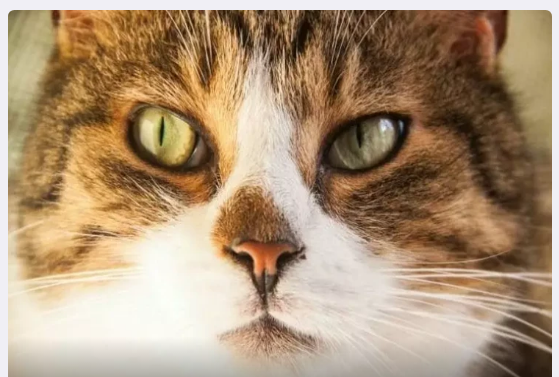 Planetin ən yaşlı pişiyi 30 yaşını qeyd etdi