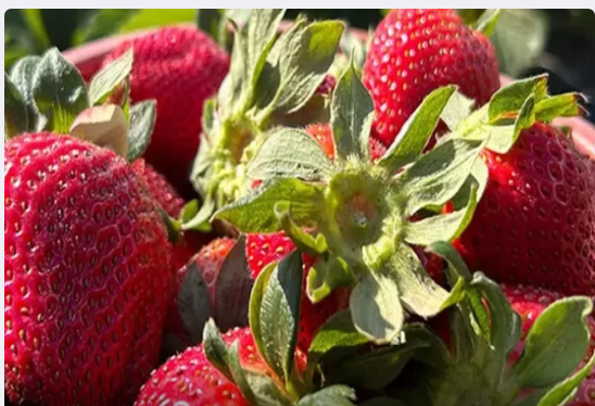 Bir qaşıq əlavə edin- Çiyələklərin kiflənməsinin qarşısını alır