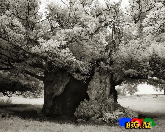 Dünyanın ən yaşlı ağacları - FOTO