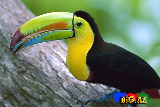 Biri birindən mükəmməl quş növləri - FOTO