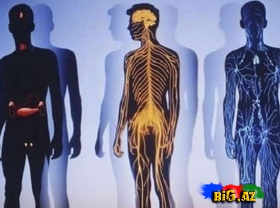 İnsan bədəni haqqında 40 ən maraqlı məlumat
