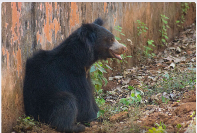 Dünyanın ən təhlükəli ayısı 8 yaşlı uşağı parçaladı