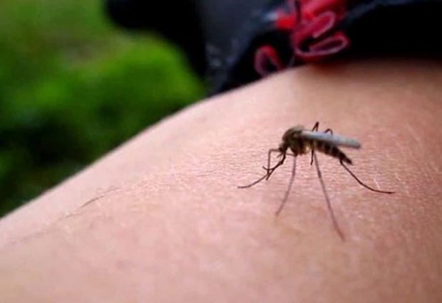 Azərbaycana Zika virusu yaxınlaşır, qorxmağa dəyərmi? - RƏSMİ AÇIQLAMA