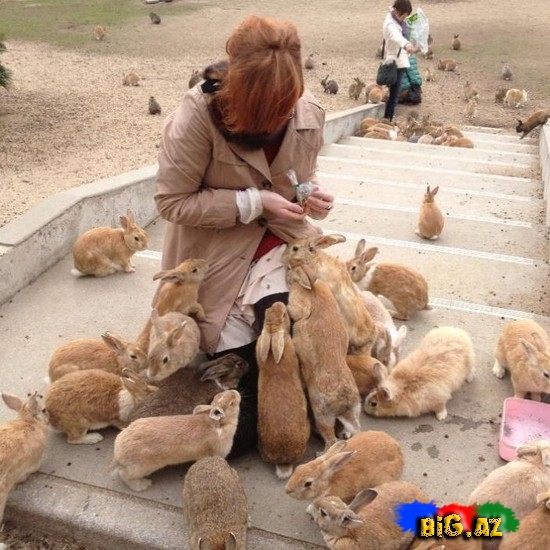 Yaponiyada dovşan adası - FOTO