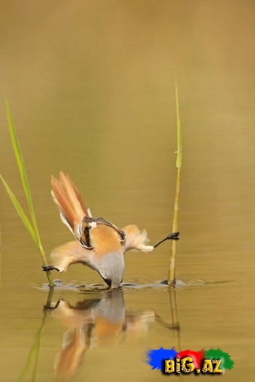 Bığlı arıquşu - FOTO