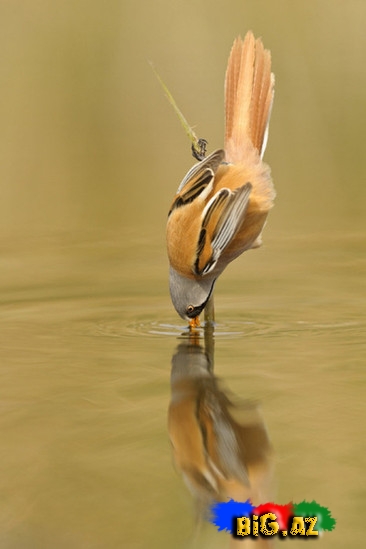 Bığlı arıquşu - FOTO