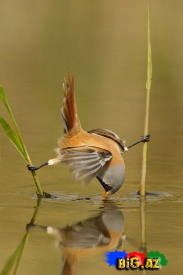 Bığlı arıquşu - FOTO