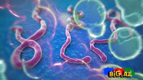 Ebola virusunu bu testlərlə aşkar edirlər