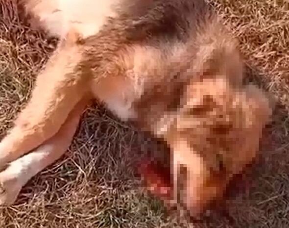 Azərbaycanda vətəndaş itləri güllələdi - FOTO/VİDEO