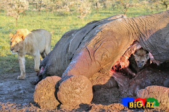 Kaftar filin içində gizləndi - FOTO