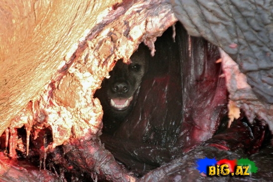 Kaftar filin içində gizləndi - FOTO