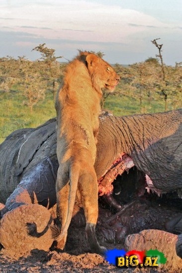 Kaftar filin içində gizləndi - FOTO
