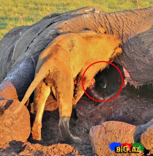 Kaftar filin içində gizləndi - FOTO