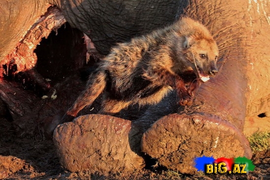 Kaftar filin içində gizləndi - FOTO